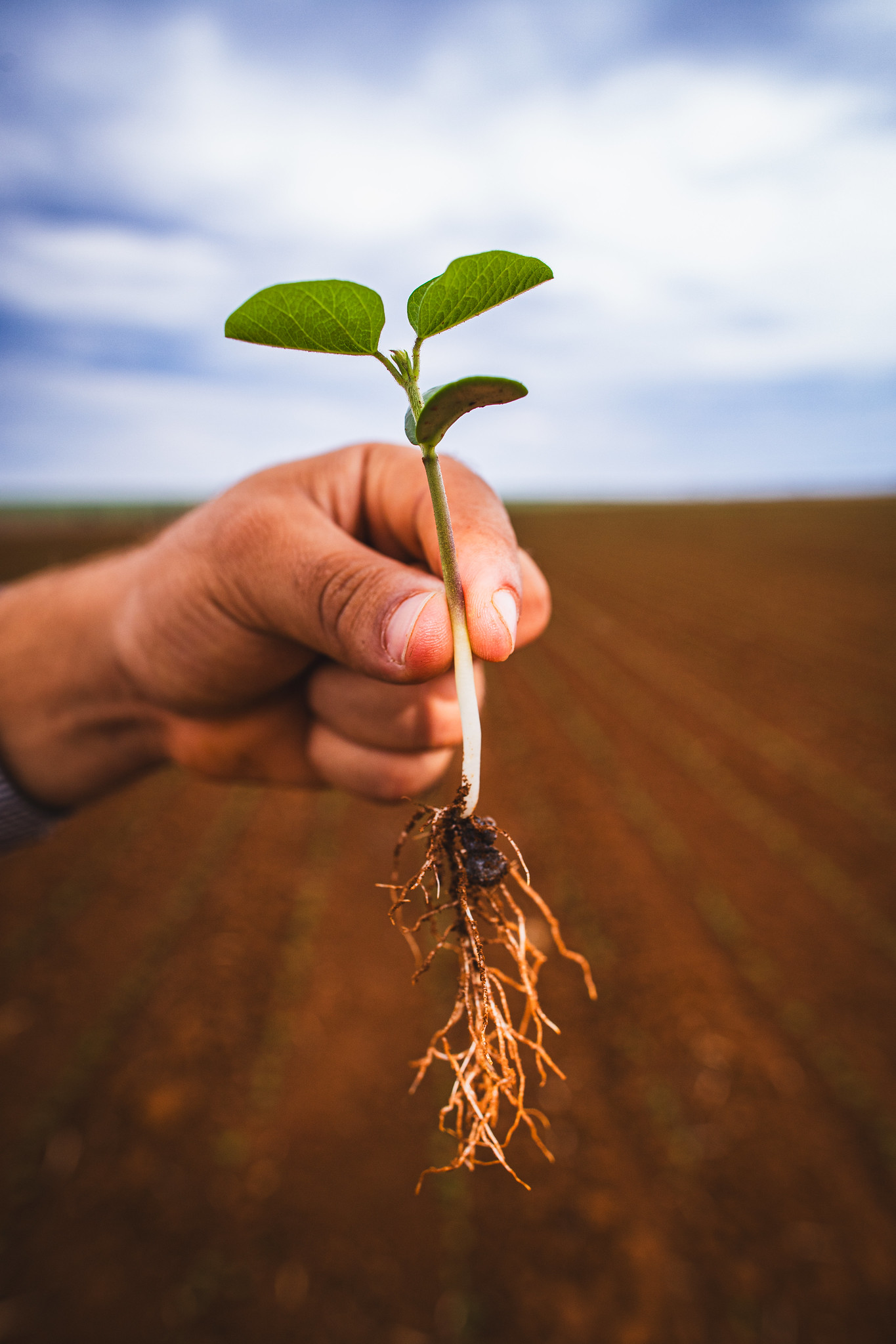 Safra 2025/26: custos em alta, preços em queda e clima incerto elevam os desafios do produtor