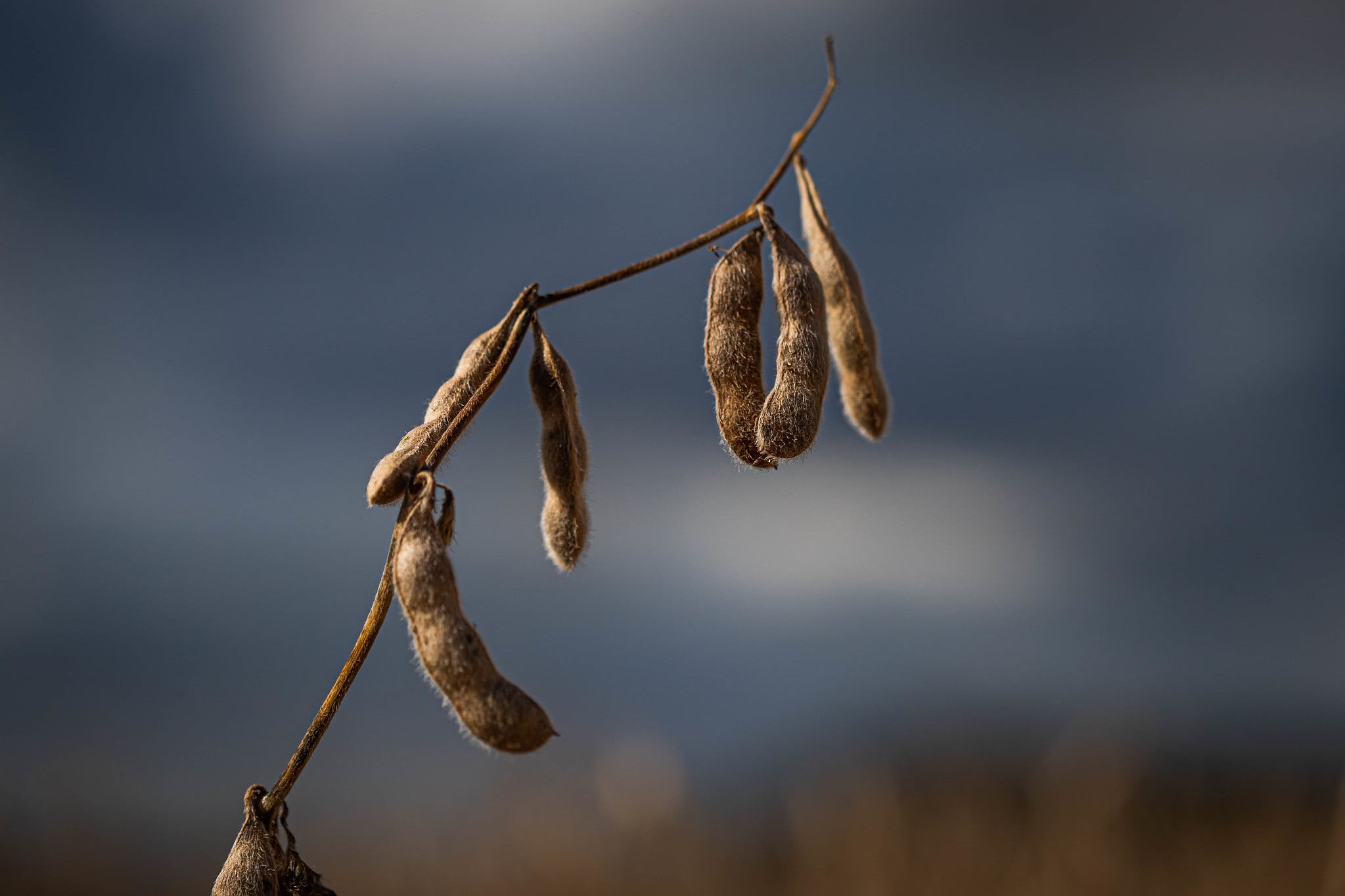 Soja sobe em Chicago nesta 2ª feira, na esteira de bons ganhos do farelo e de olho na geopolítica