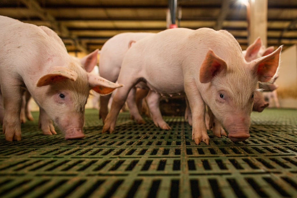 Suinocultura da Ucrânia enfrenta custo bilionário para atender normas da União Europeia
