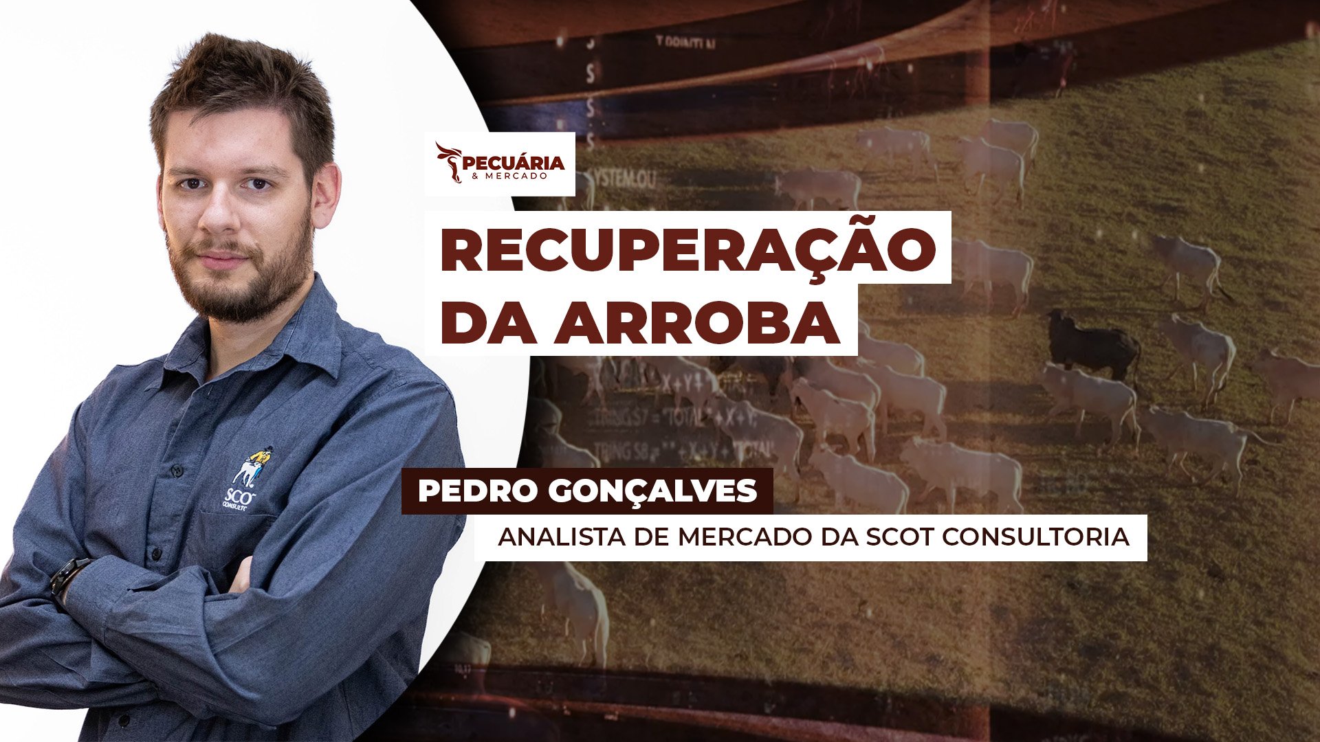 Mercado do boi garante firmeza no curto prazo com menor oferta de fêmeas e encurtamento das escalas