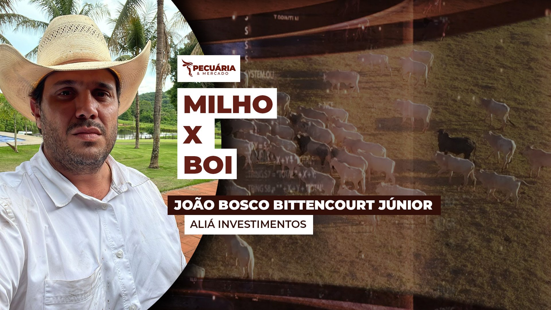 Relação de troca Milho X Boi está bastante favorável para pecuarista e cereal segue como importante insumo da dieta