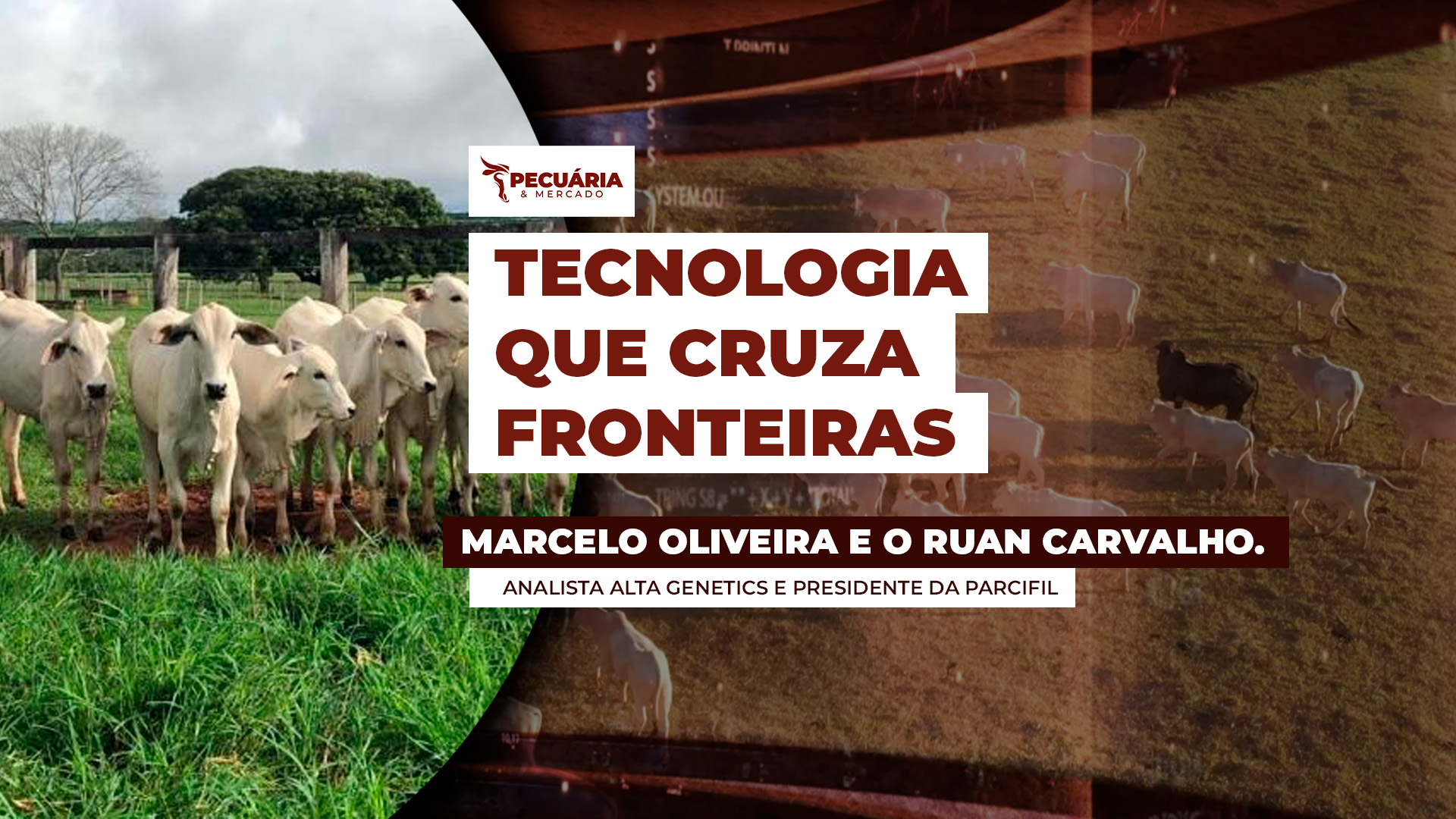 Brazilian Cattle conecta Brasil e África através da tecnologia