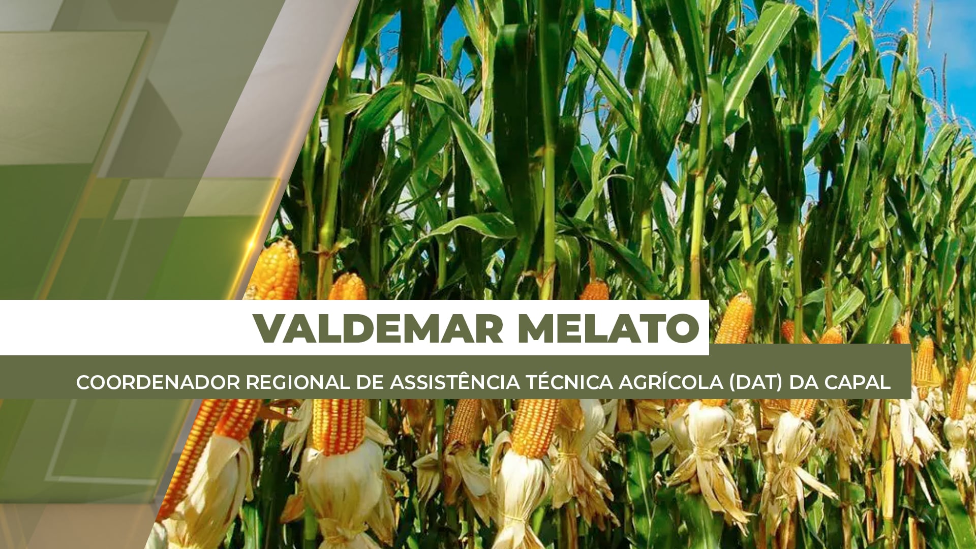 Chuvas chegam à Assis Chateaubriand/PR e melhoram condições de desenvolvimento da safrinha de milho