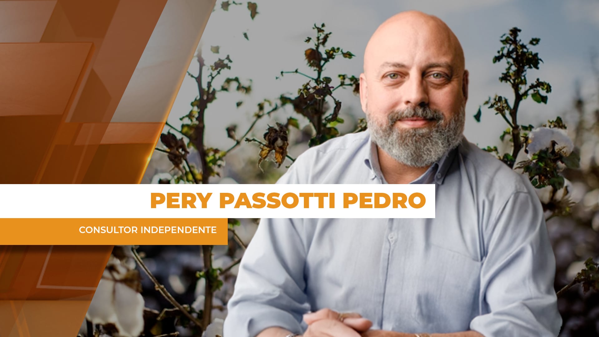 Com rentabilidade limitada, mercado prevê área menor para a safra 25/26 de algodão