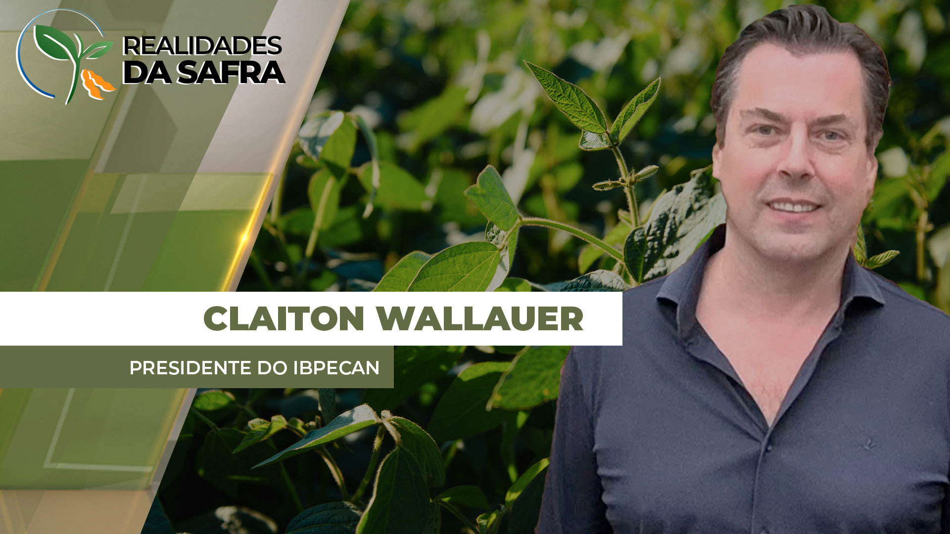 Após 2025 de recuperação, setor da noz-pecã espera aumento de produção em 2026