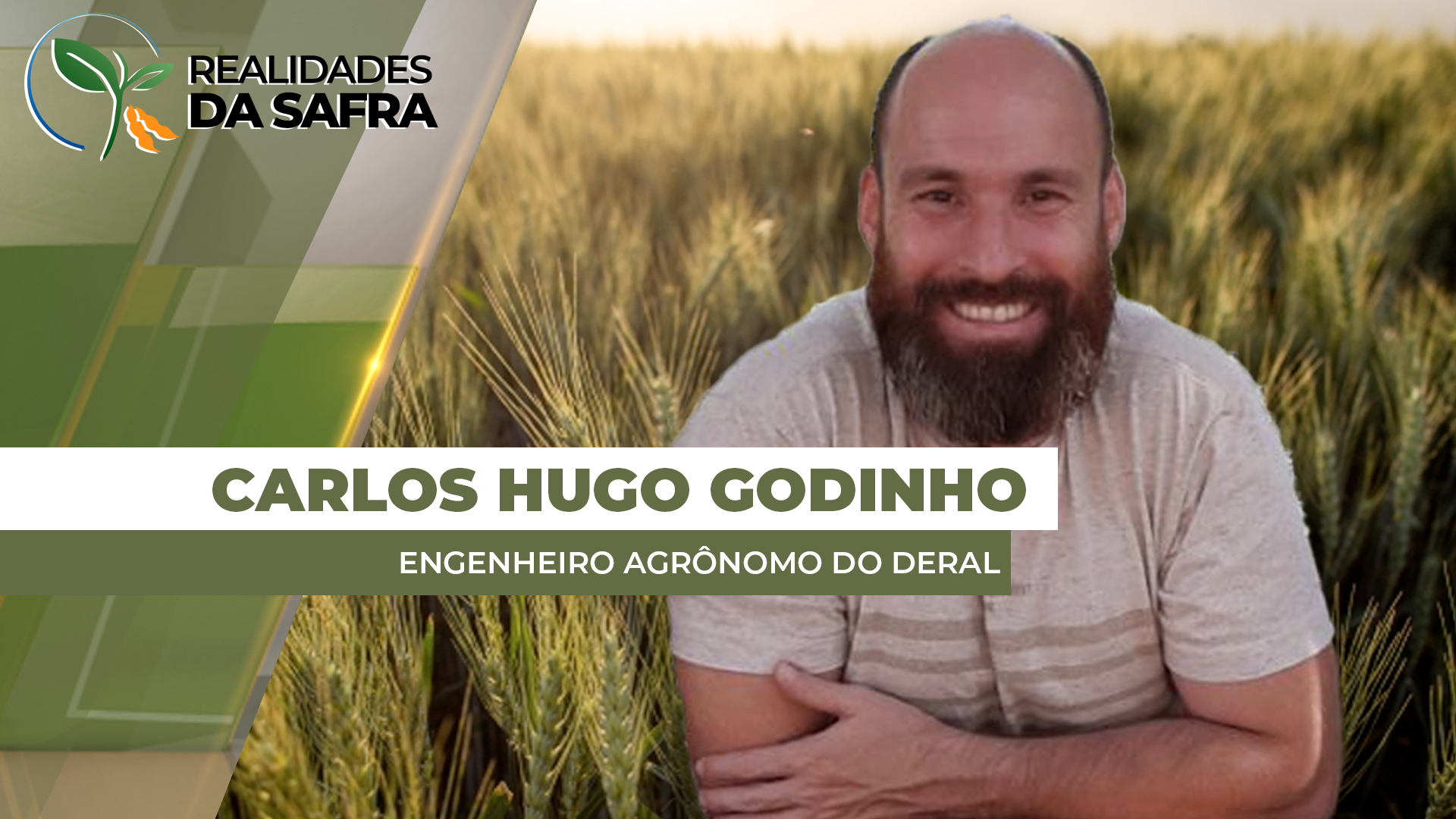 Colheita do trigo entra na reta final no Paraná