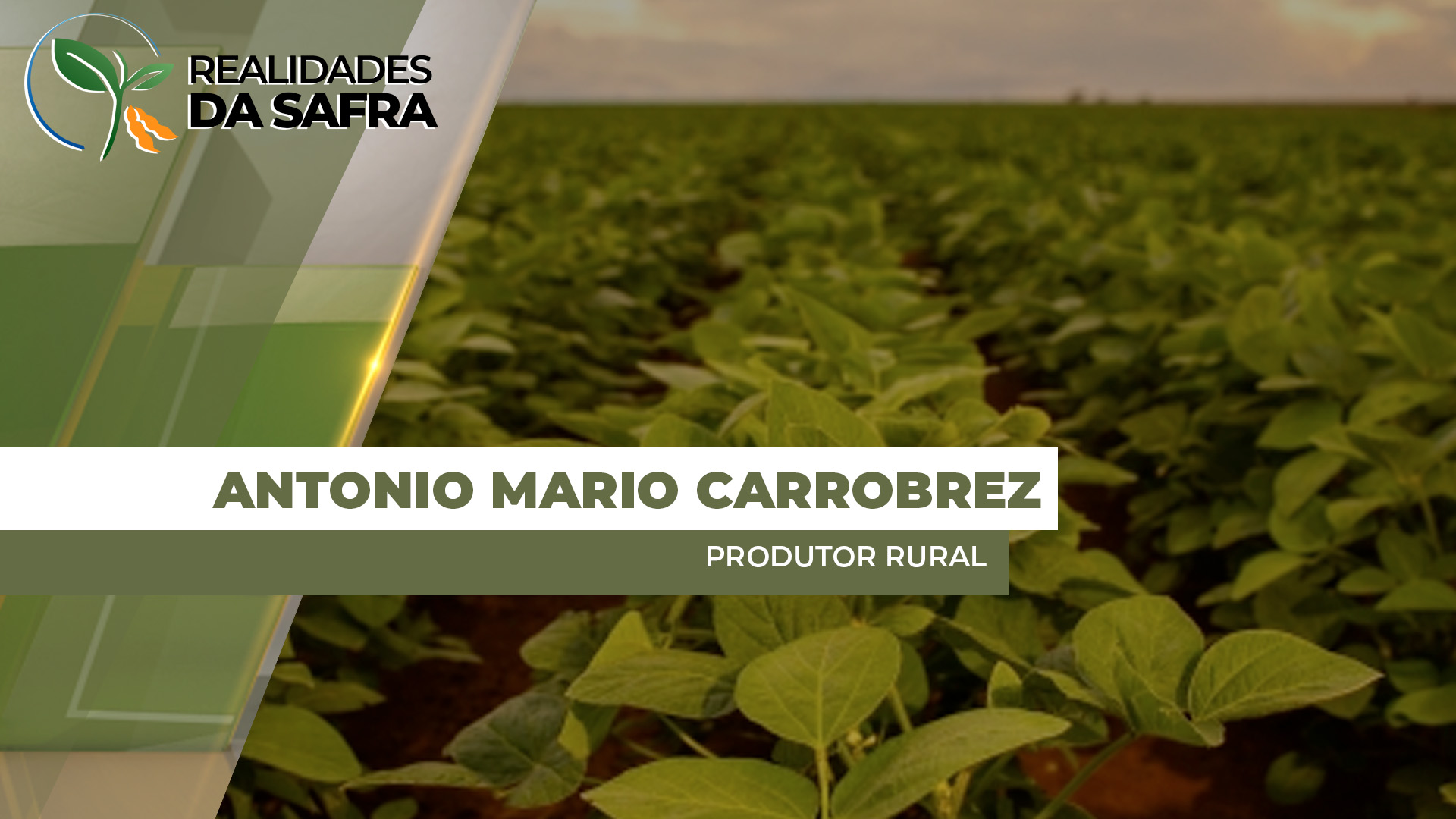 Soja apresenta atrofia mesmo após escarificação em área do Norte do Paraná, mas reage melhor em área com rotação de milho