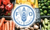 Fao Alimentos