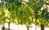 foto cna uvas uva fruta