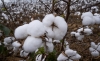 Algodao Lavoura - CNA (35)