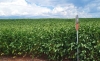 Chuvas aliviam estresse da soja no Rio Grande do Sul RD