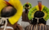 Índios questão indígena indígenas