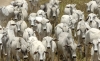 livestock-nelore-cattle-jacarau-paraiba-brazil (1)