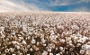 Plantio-de-algodao.-dicas-essenciais-para-potencializar-a-lavoura