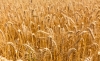 ripe-cereal-field-2024-12-16-06-38-13-utc