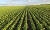 Soja 80 022 Agro Norte