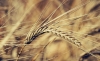 Trigo - Foto Envato (9)