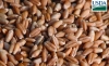 Trigo USDA