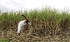 Vijay Nazirkar, um agricultor, corta cana-de-açúcar parcialmente destruída para ser usada como forragem para seu gado em uma vila em Pune, Índia, 15 de setembro de 2015. REUTERS  Danish Siddiqui