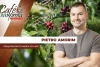 thumb Pietro Amorim 1