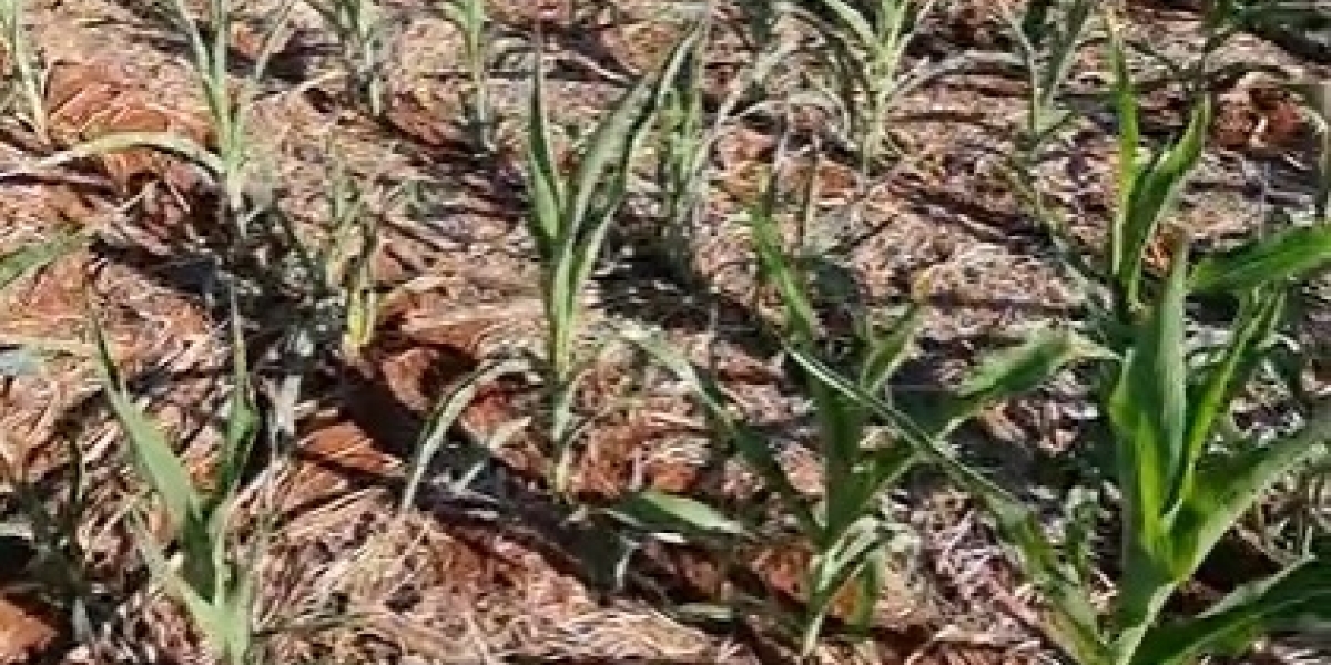 &Iacute;ndice de lavouras de milho ruins cresce no MS e Famasul j&aacute; registra perda...  - Not&iacute;cias Agr&iacute;colas