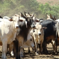 Boi Gordo destaque | Foto: Secretária da Agricultura de SP