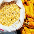 destaque_milho_saca_embrapa