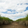 Cana-de-açúcar - Foto: CNA/Divulgação