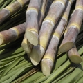 Destaque Cana