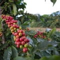 Café - CNA