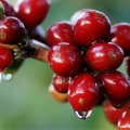Café cereja com chuva - Foto: Agência Minas Gerais