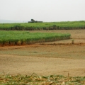 Cana-de-açúcar - Foto: Embrapa/Divulgação