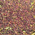 Produção de cafés em São Pedro da União/MG