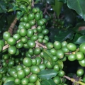 Produção de café em Lambari/MG - Envio de Janaína Magalhães