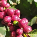 café em são pedro da uniã-mg