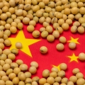 China soja destacão