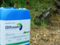 glifosato