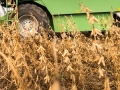 Colheita de soja destaque video