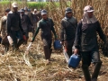 destaque de video - terceirização da cana, trabalhadores rurais