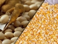 destacao - soja e milho - USDA