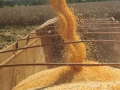 Destacao - Colheita de milho
