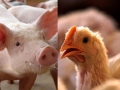 Frango e Suínos - Destaque 2 - 377x370
