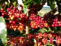 Imagens do dia - Lavoura de café em Poço Fundo (MG). Enviada pelo produtor Edilberto de Oliveira