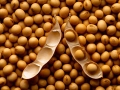 soja grãos