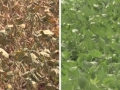destaque de video - comparativo de soja em má e boa condição - condicionadores de solo fertilaqua