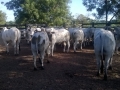 Imagem do dia - Embarque para frigorífico. Boiada confinada a pasto na Fazenda Serra do Sol  em Cuiabá (MT). Do produtor Marcos Podanosqui