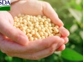 Mão segurando soja USDA Destacão 16:9