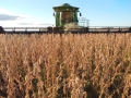 Colheita de soja safra 2021 na Sementes Aurora em Cruz Alta (RS) - Cassiano Bruinsma @CASSIANOBRUINSMA