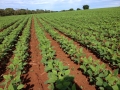 Imagem do dia - Lavoura de soja em Goianesia (GO), do produtor Rogério Sousa