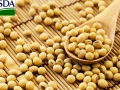 Grãos de soja USDA Destacão 16:9